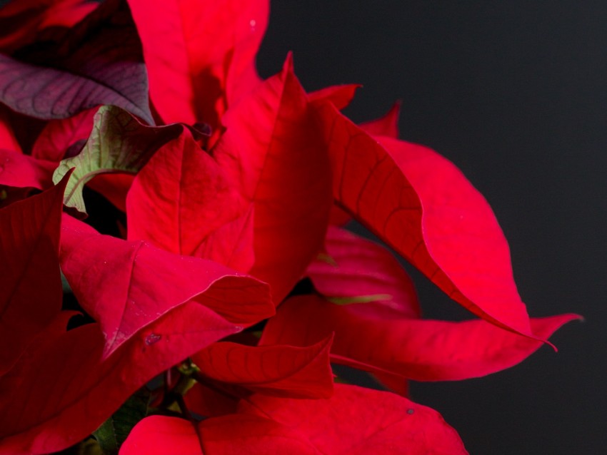 Poinsettia Plant Leaves Red Bright Exotic Background