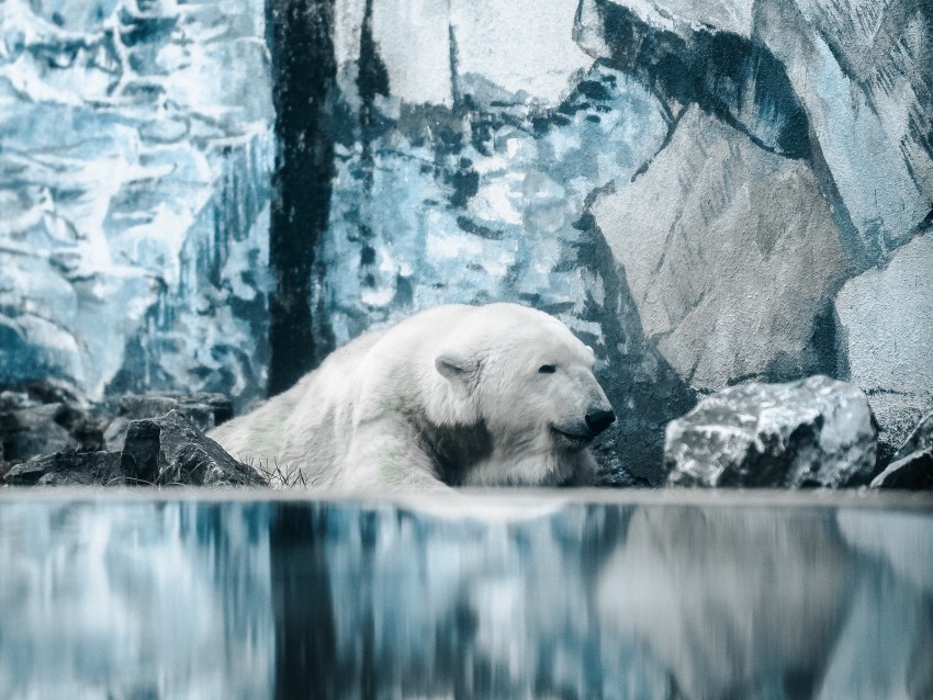 polar bear, bear, water