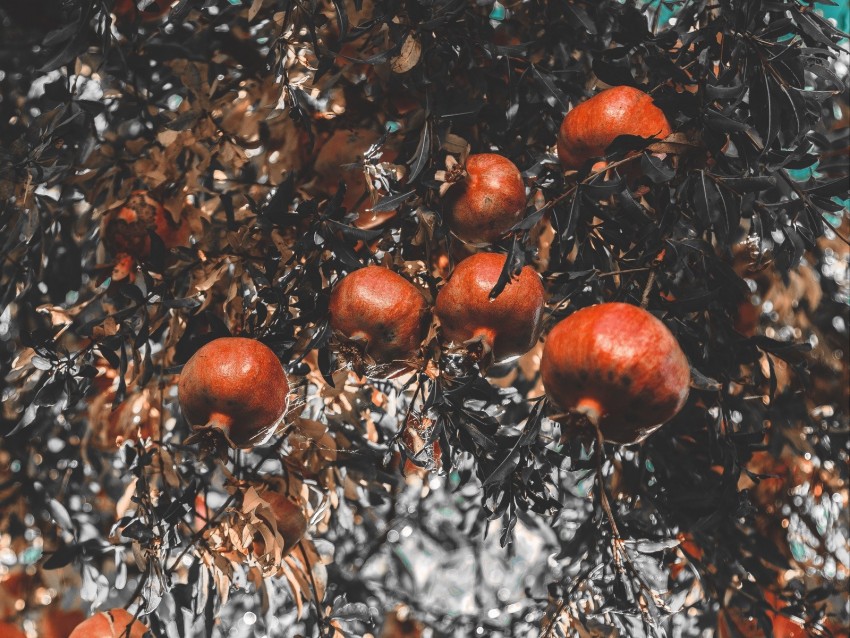 Pomegranate Branch Fruit Ripe Background