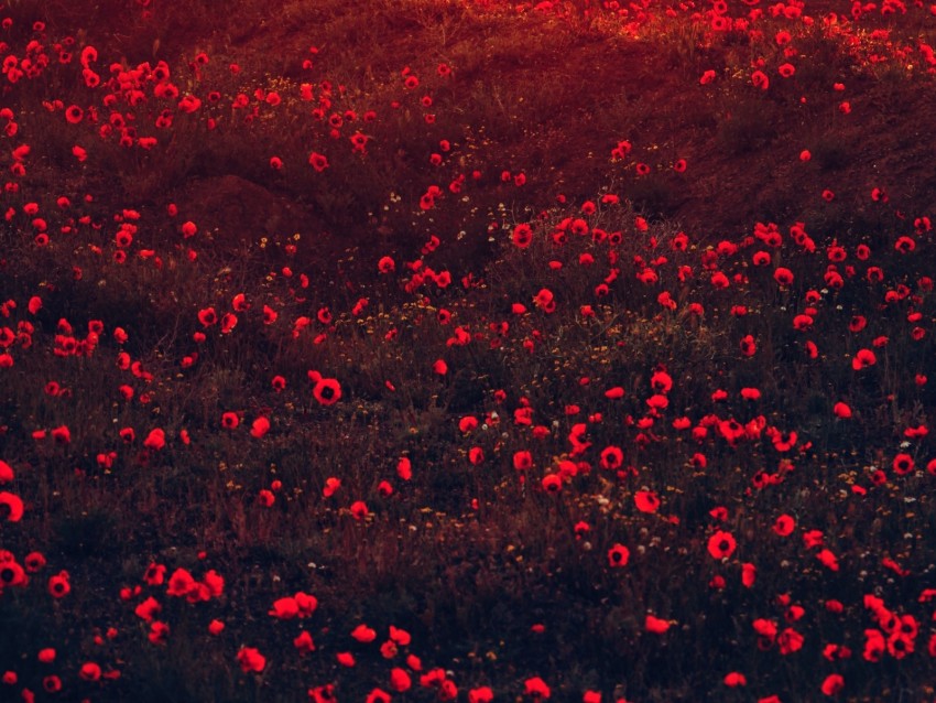 Poppies Flowers Field Red Bloom Background