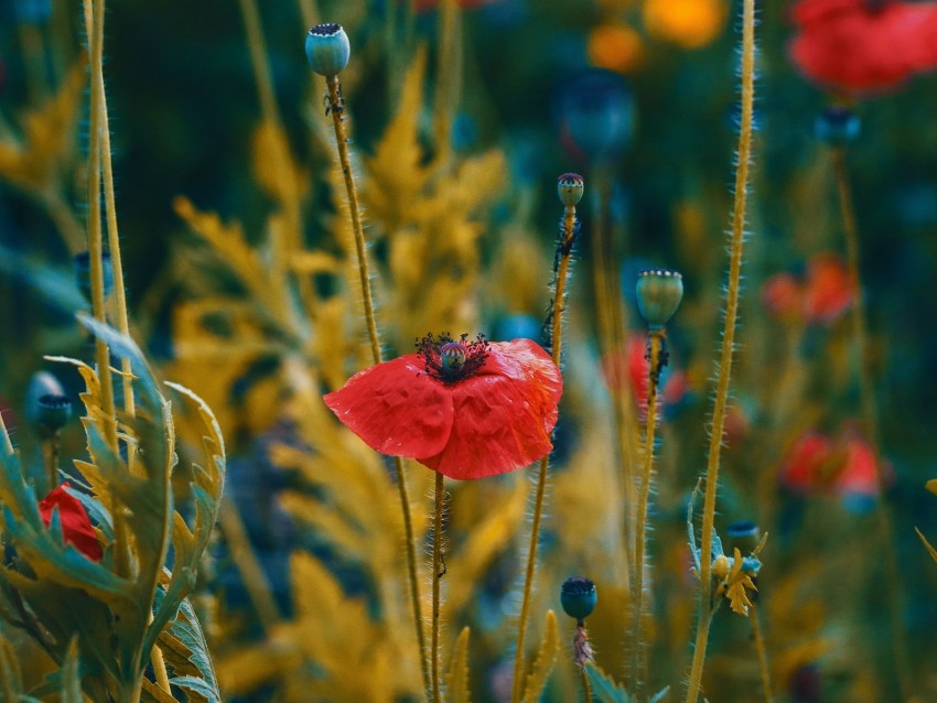 poppies, flowers, flowering, blur, buds