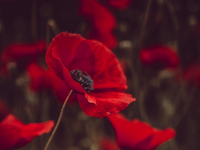 poppies, flowers, red, bloom, field