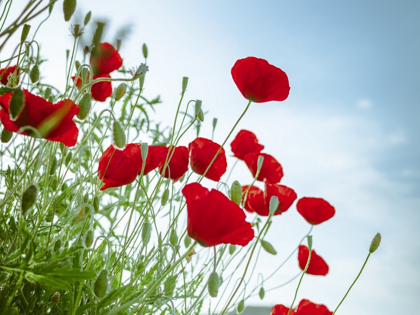 Poppies Flowers Red Plant Bloom Background