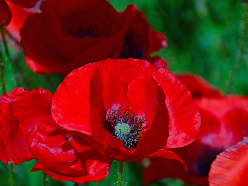 Poppies Poppy Flower Red Blossom Background