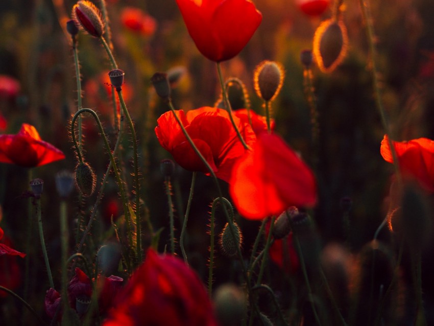 Poppies Red Flowers Field Sunset Background