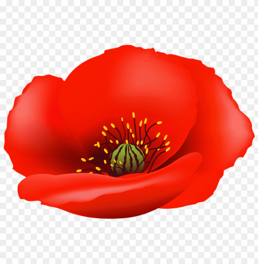 poppy flower