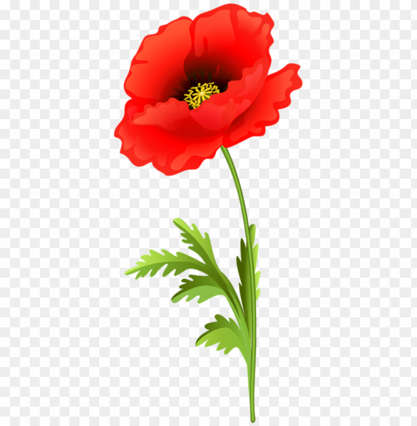 poppy flower