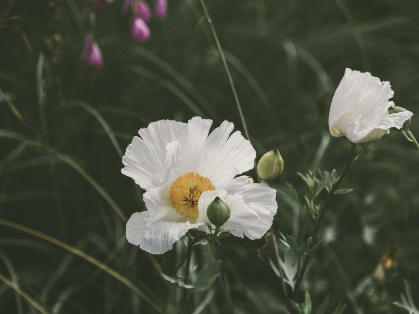 Poppy Flower Bloom Grass Flowerbed Background