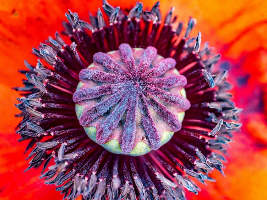 poppy, flower, pistil, stamens, pollen, macro