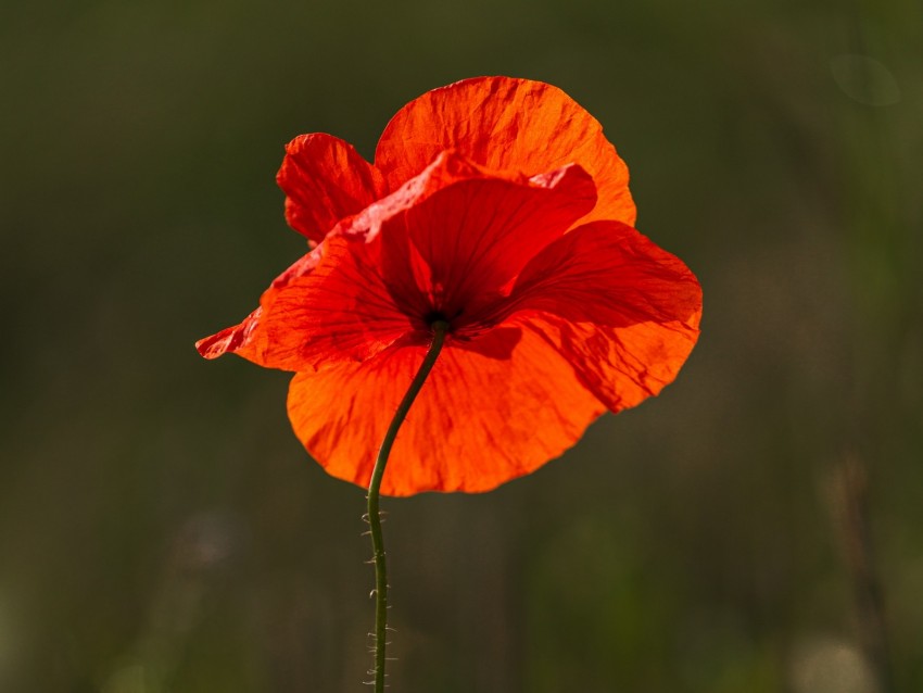 poppy, flower, red, bright, bloom