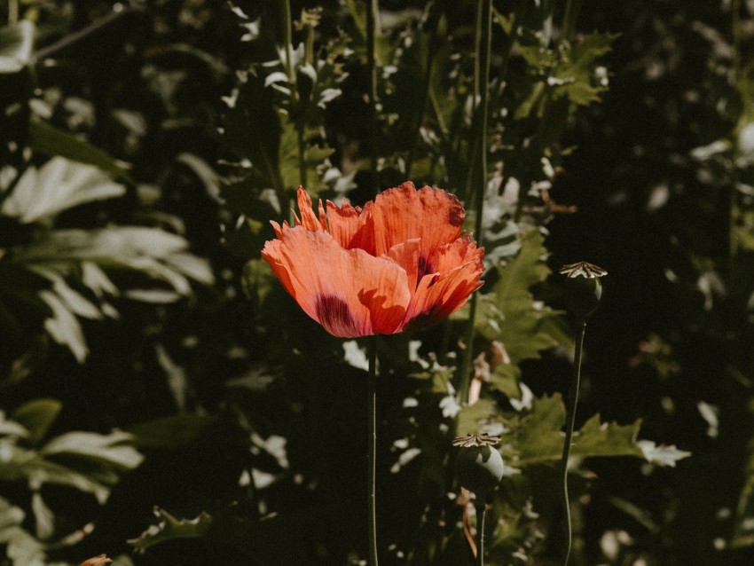 poppy, flower, red, plant, bloom