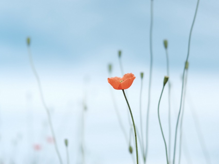 poppy, flower, wild, plant, bloom