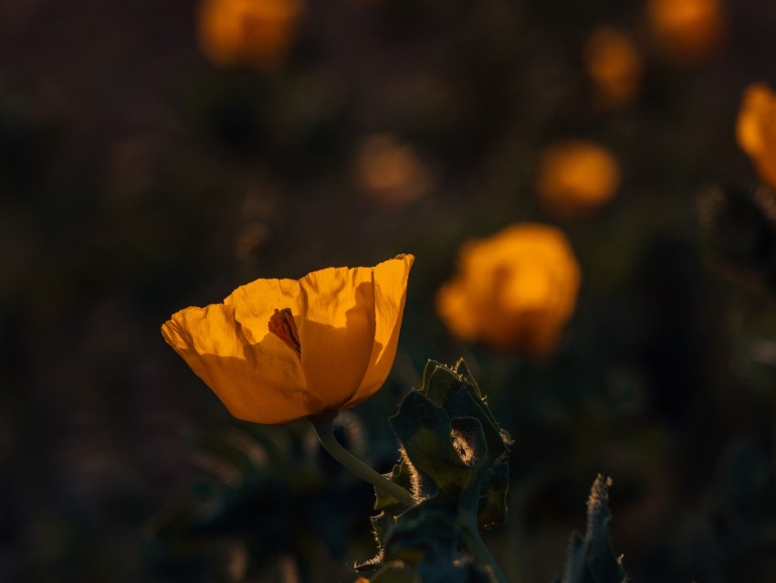 poppy, flower, yellow, flowering, plant