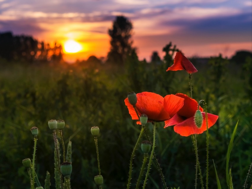 Poppy Red Flowers Bloom Plant Background