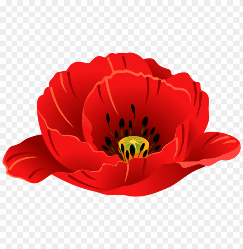 poppy flower, red petals, botanical illustration, floral design, nature art, decorative flower, vibrant colors