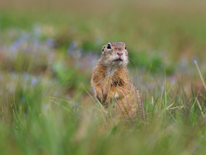 Prairie Dog Animal Grass Blur Wildlife Background