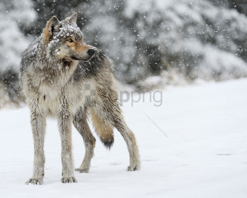 Predator Snow Winter Wolf Wallpaper PNG Transparent Background