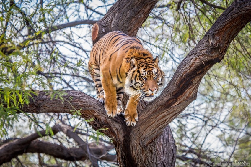 tiger, wildlife, nature, tree, animal, forest, predator