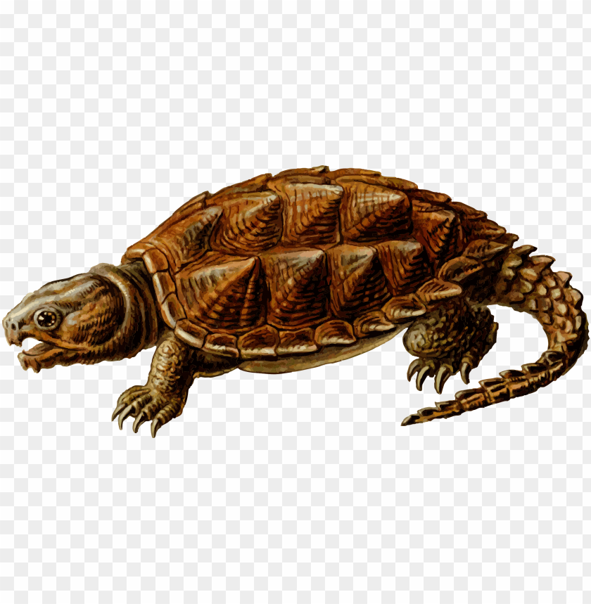 turtle, reptile, wildlife, nature, brown shell, aquatic animal, creatures