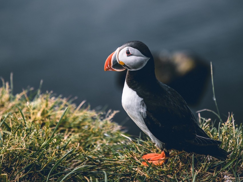 puffin, bird, grass, shore, wildlife