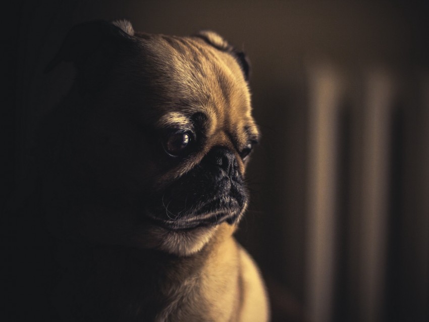 Pug Dog Muzzle Sight Eyes Background