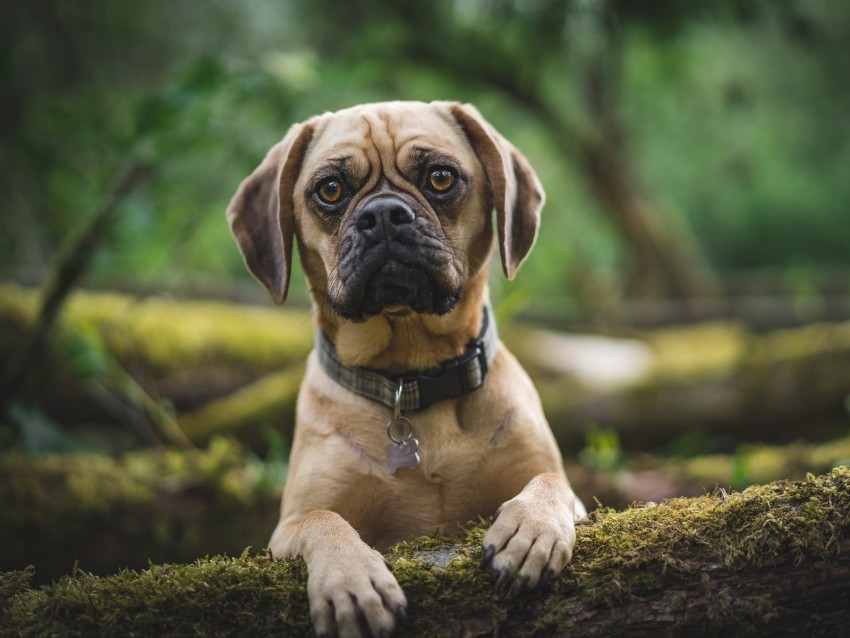 pug, dog, pet, glance, sad