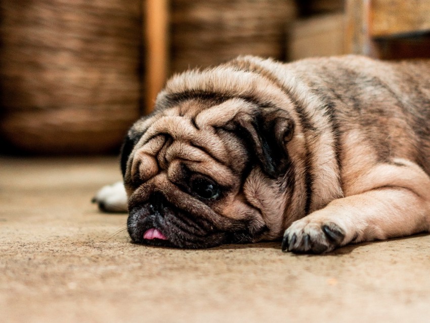 Pug Dog Protruding Tongue Sad Pet Background