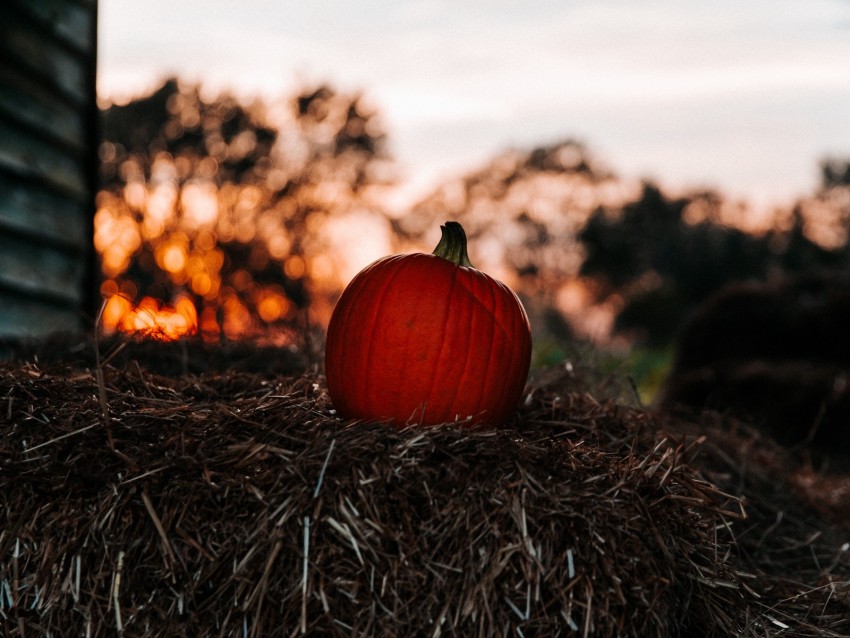 pumpkin, autumn, hay, blur