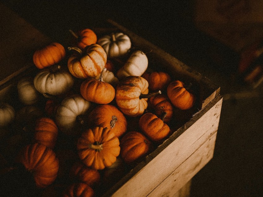 Pumpkin Box Harvest Ripe Background