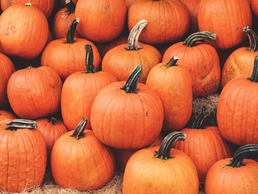 pumpkin, harvest, autumn, ripe, october