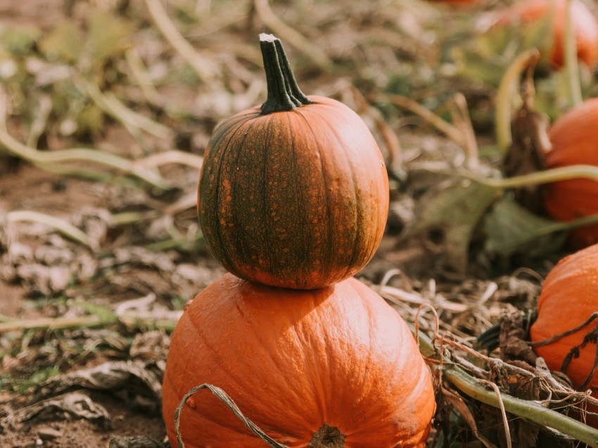 Pumpkin Ripe Field Harvest Background