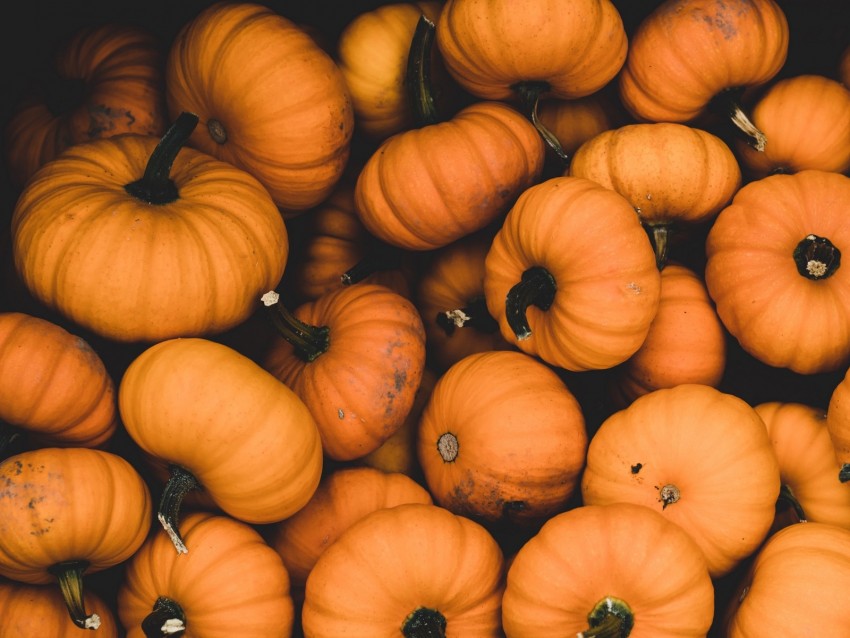 Pumpkin Ripe Orange Harvest Autumn Background