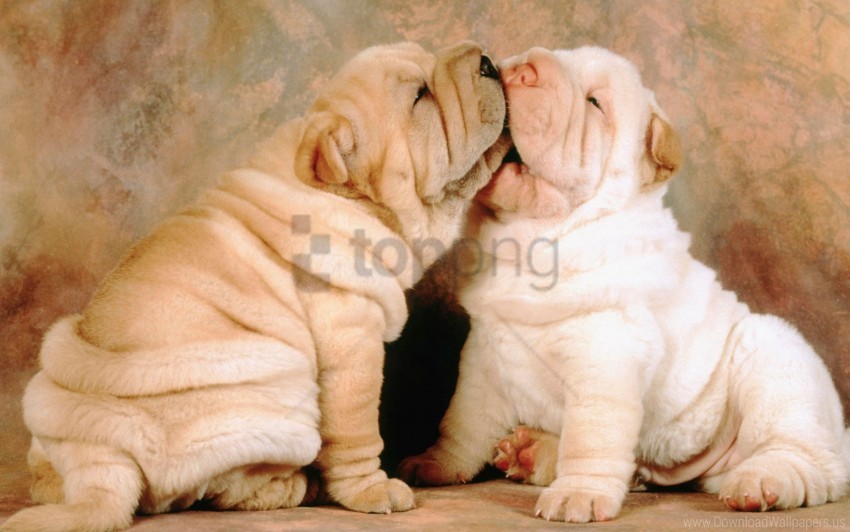 dog, puppy, shar pei, pet, cute animals, friendly dogs, animal companionship