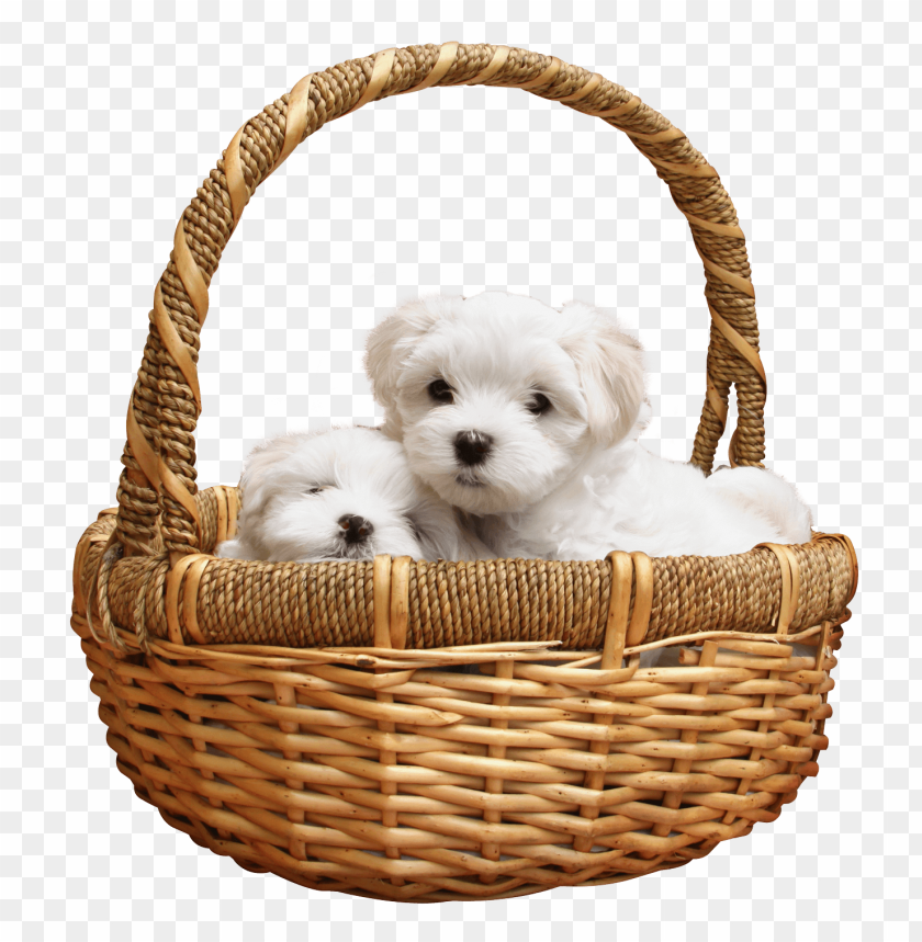 Basket with puppies PNG, basket, dogs, cute