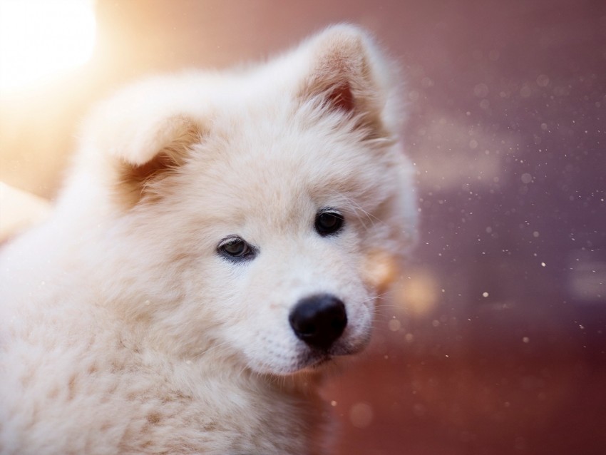 Puppy Dog White Fluffy Cute Background