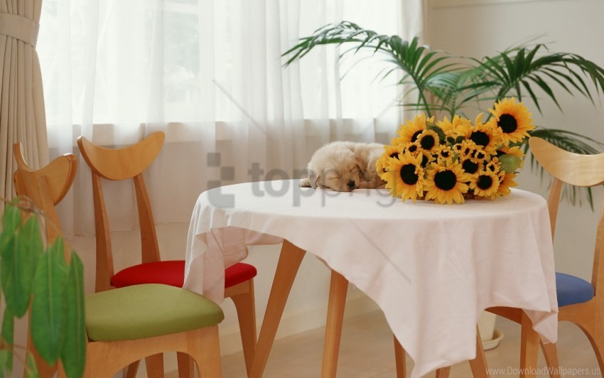 Puppy Sunflowers Table Wallpaper PNG Transparent Background