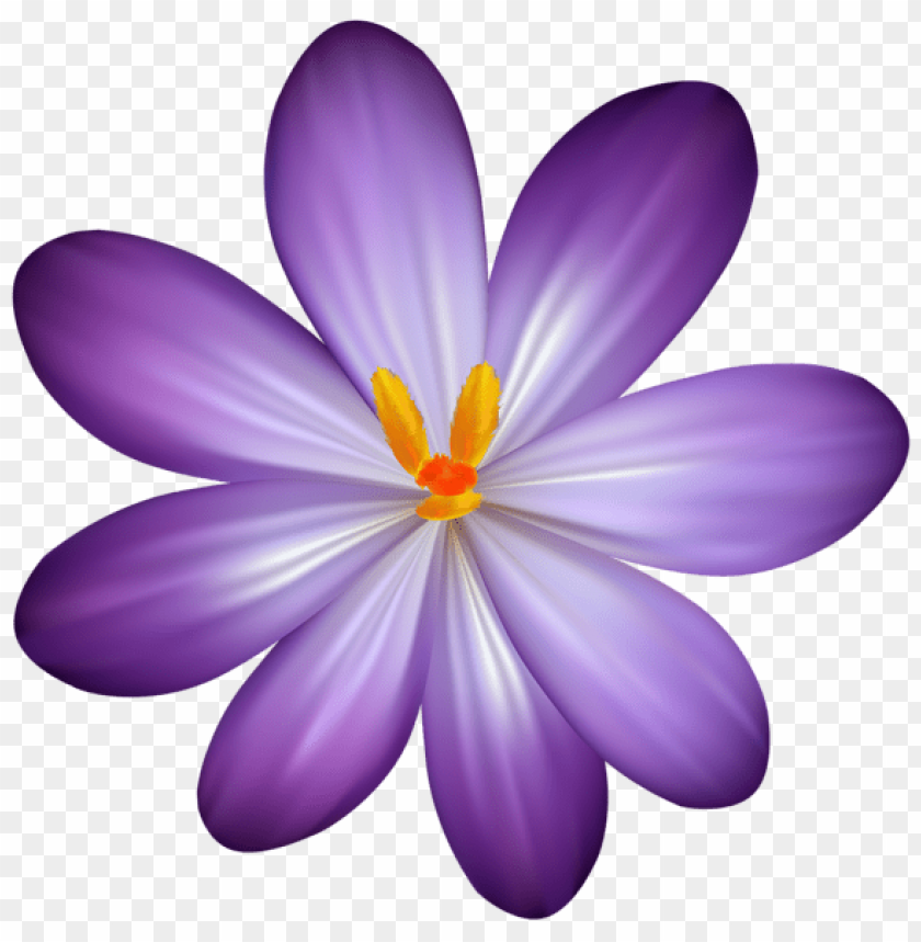 purple crocus flower