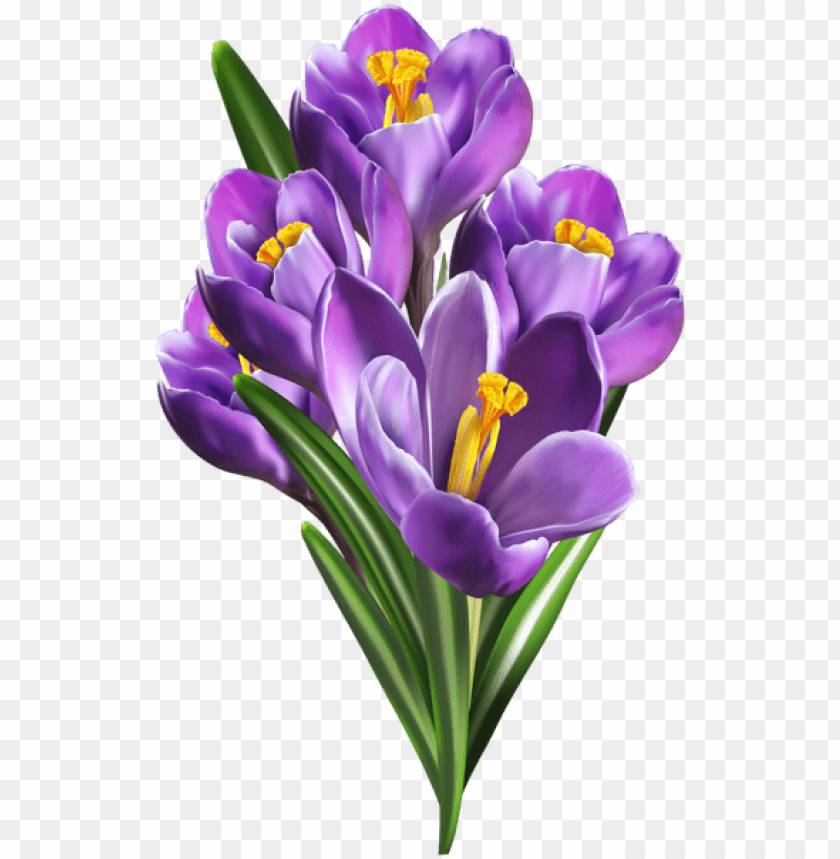 purple crocuses png