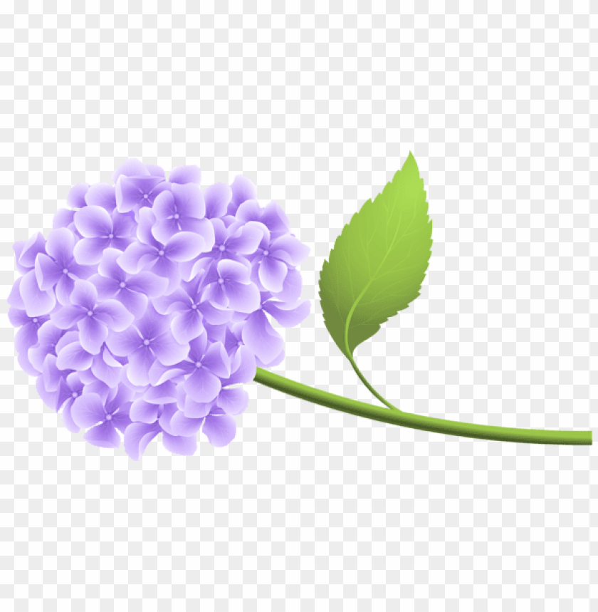 purple hortensia png