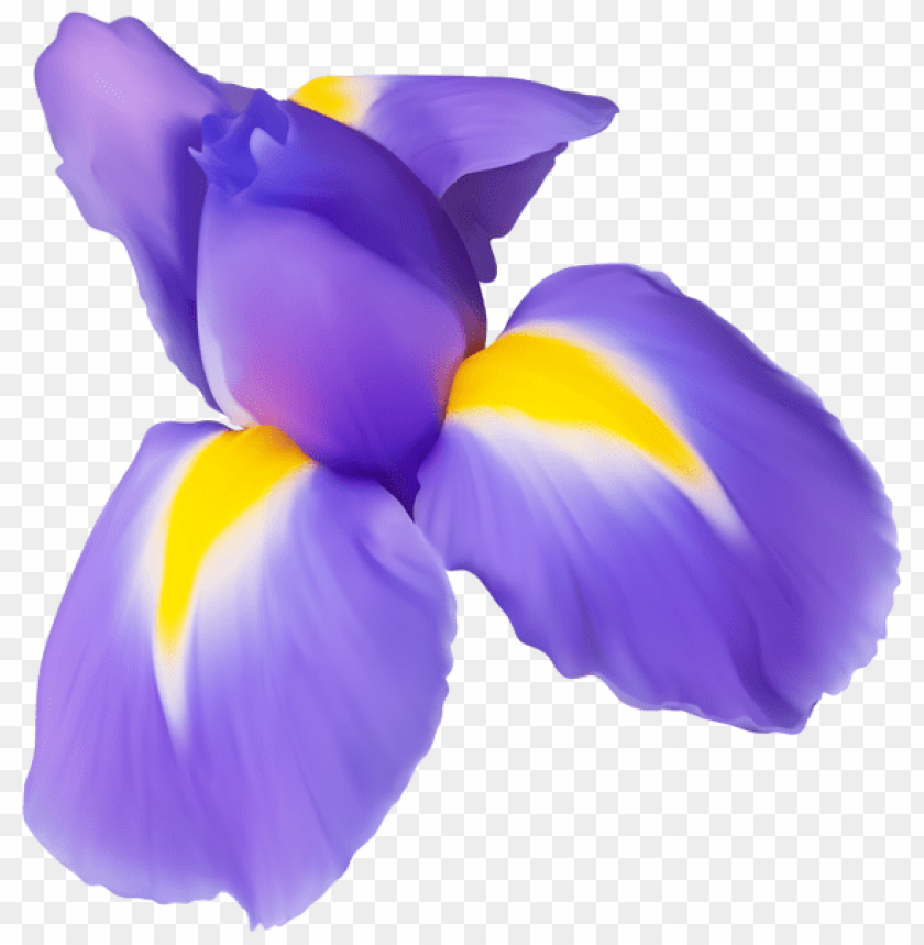 purple iris flower