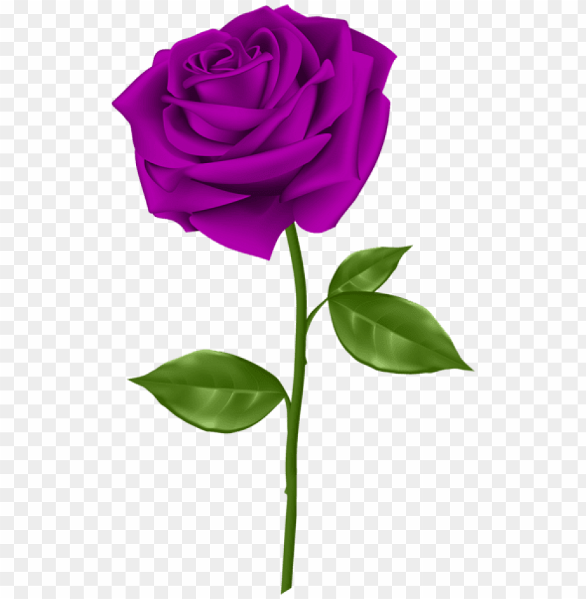 purple rose