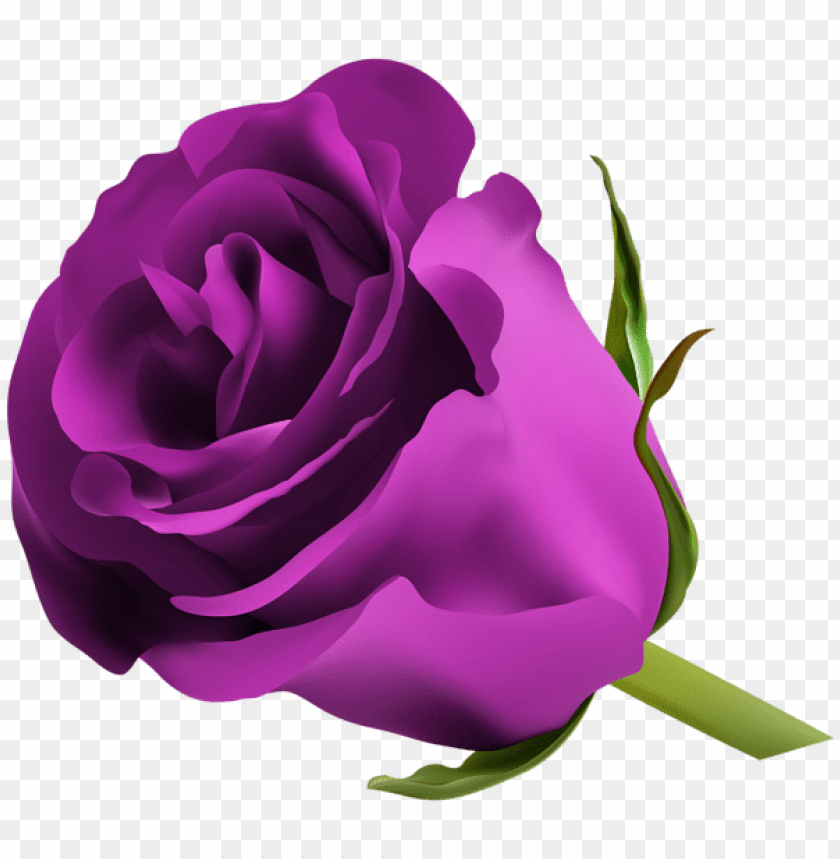 purple rose