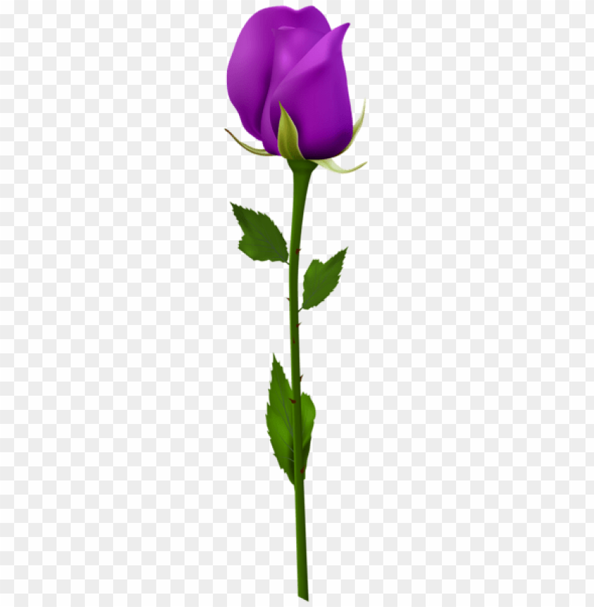 purple rose