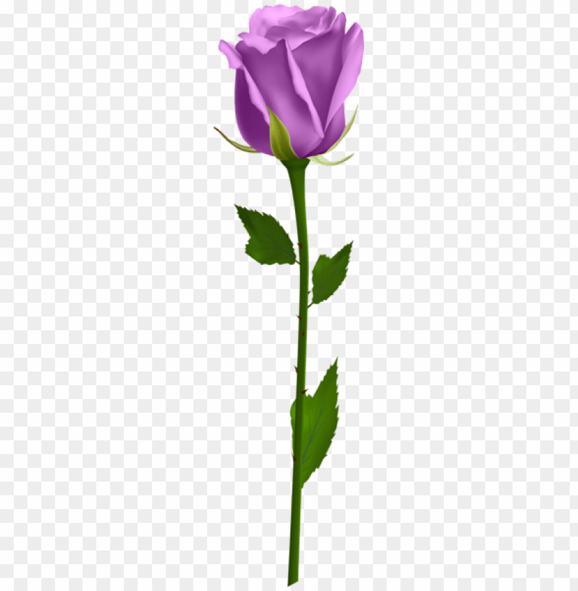 purple rose