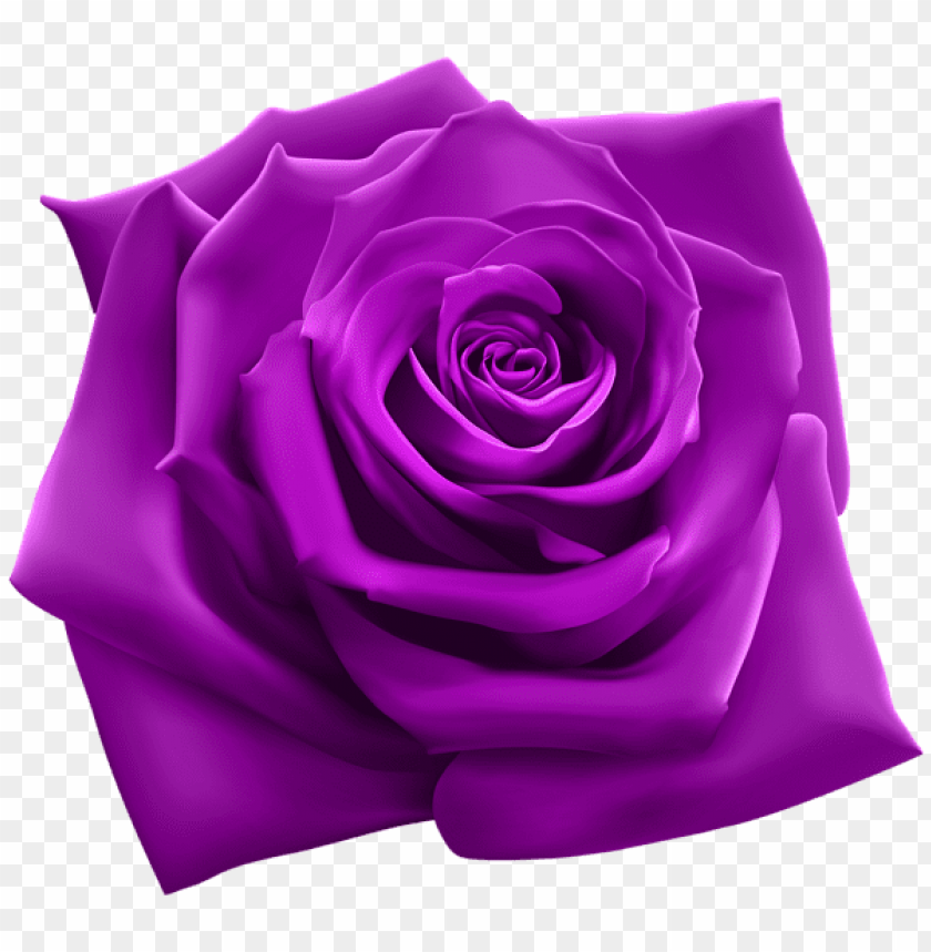 purple rose