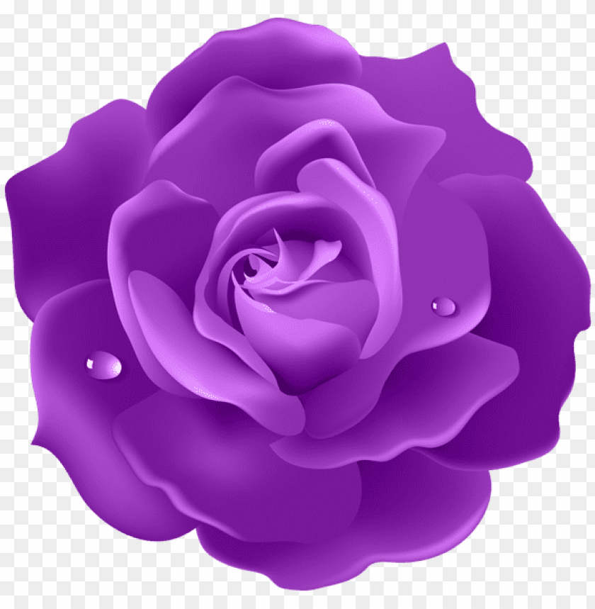 purple rose