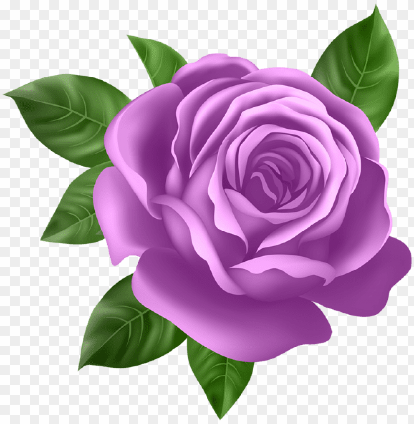 purple rose