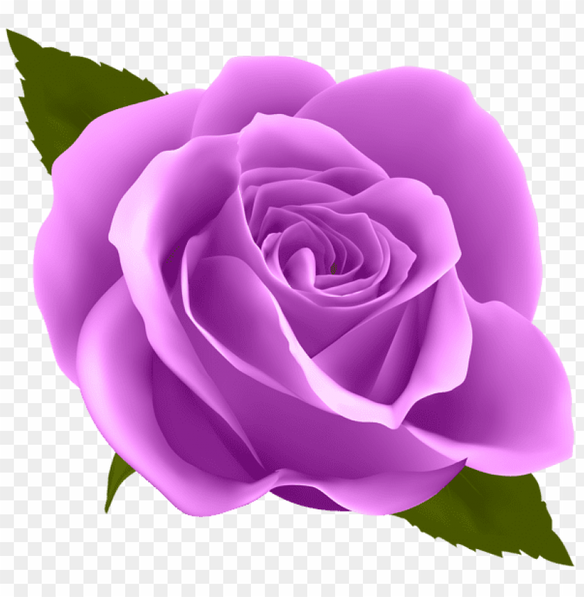 purple rose