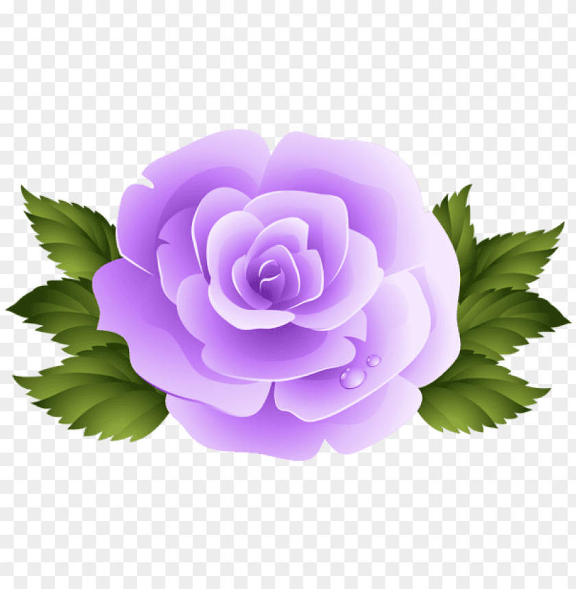 purple rose