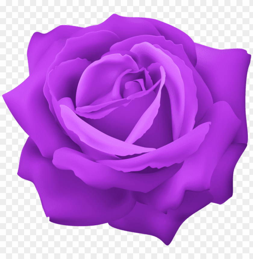 purple rose flower